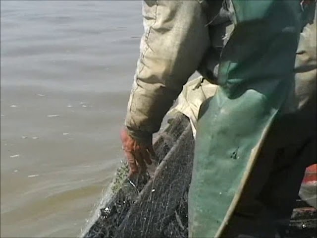 danube river fishing nets Kangdun Collapsible Fish Keeping Net - Rubberized Mesh Basket - Foldable Fish Live Well for Dock & Kayak Manfred Mally - Fishing huts