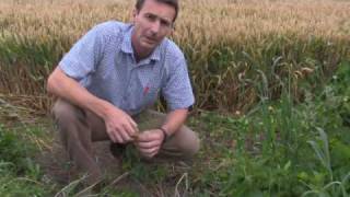 Marestail Control With Kurtail, 2 Months After Treatment, From Progreen.co.uk