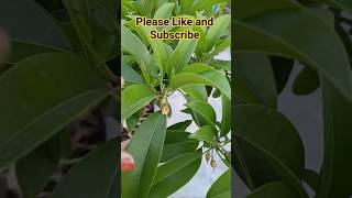 चीकू का पौधा 🌿 #gardening #terracegarden #nature #gardeningtips #ytshorts #fruitplant #viral