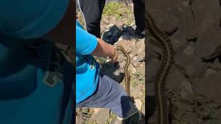 My Nephew Catching His First Snake