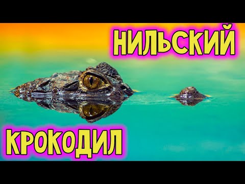 Нильский крокодил. Самый опасный хищник Африки.