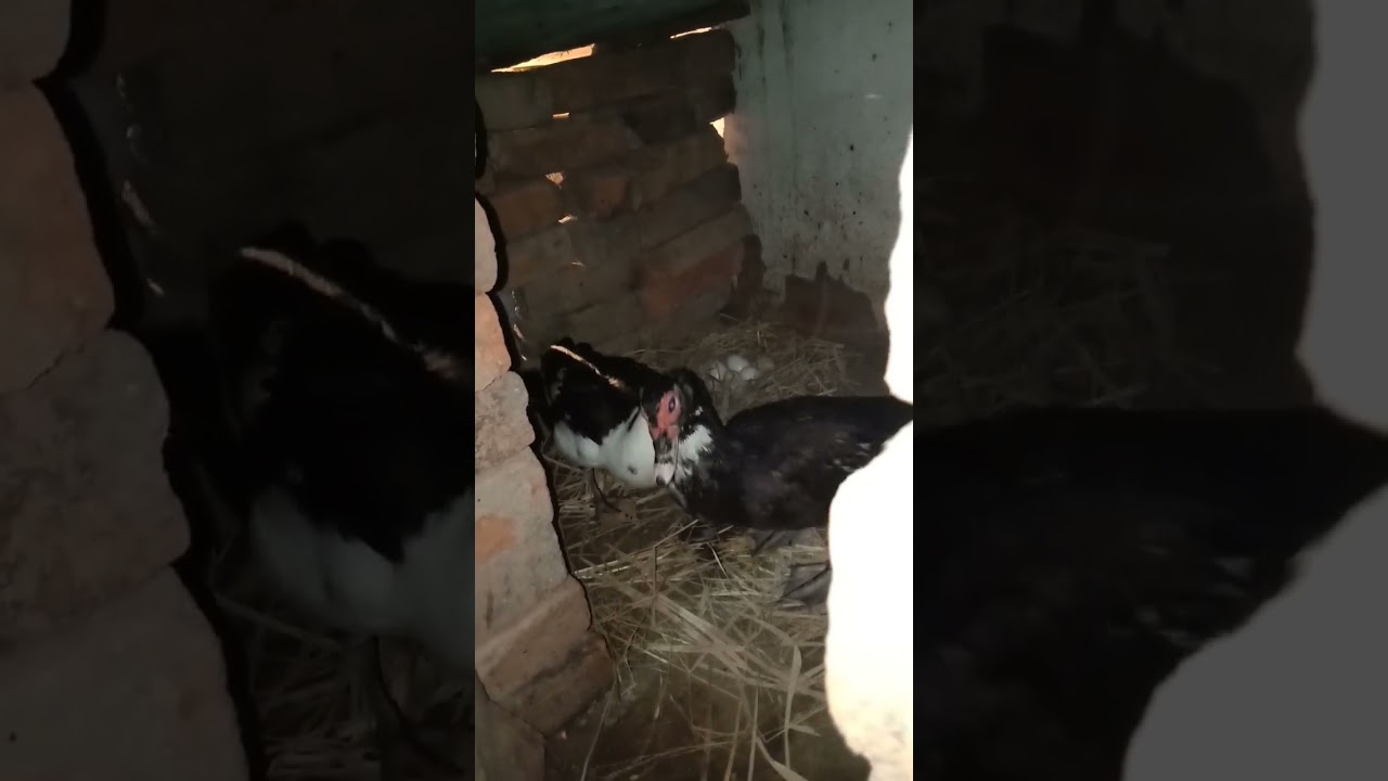Two Broody Muscovy Ducks Fight For Her Egg