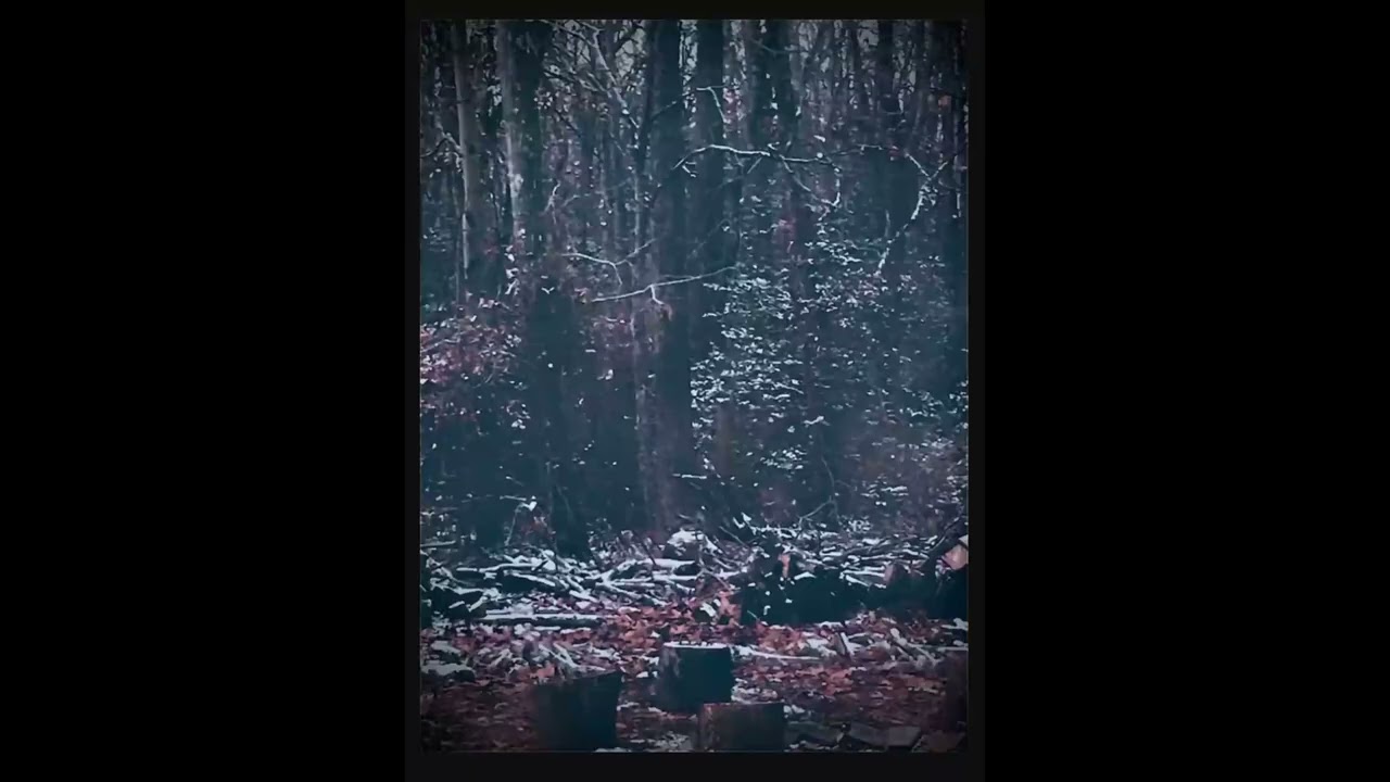 Тропический снег (Сингл)