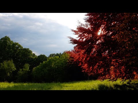 Elemental - Ptice bez gnijezda (Official Lofi Video)