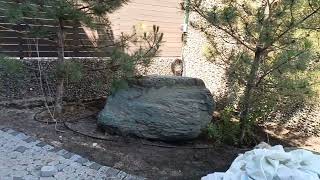 Забор Из Габионов, Камень Галька Лиственница.