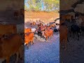 different types of cow herd to playing | rare gir cow herd in maldhari line#short#viral#cow#trending