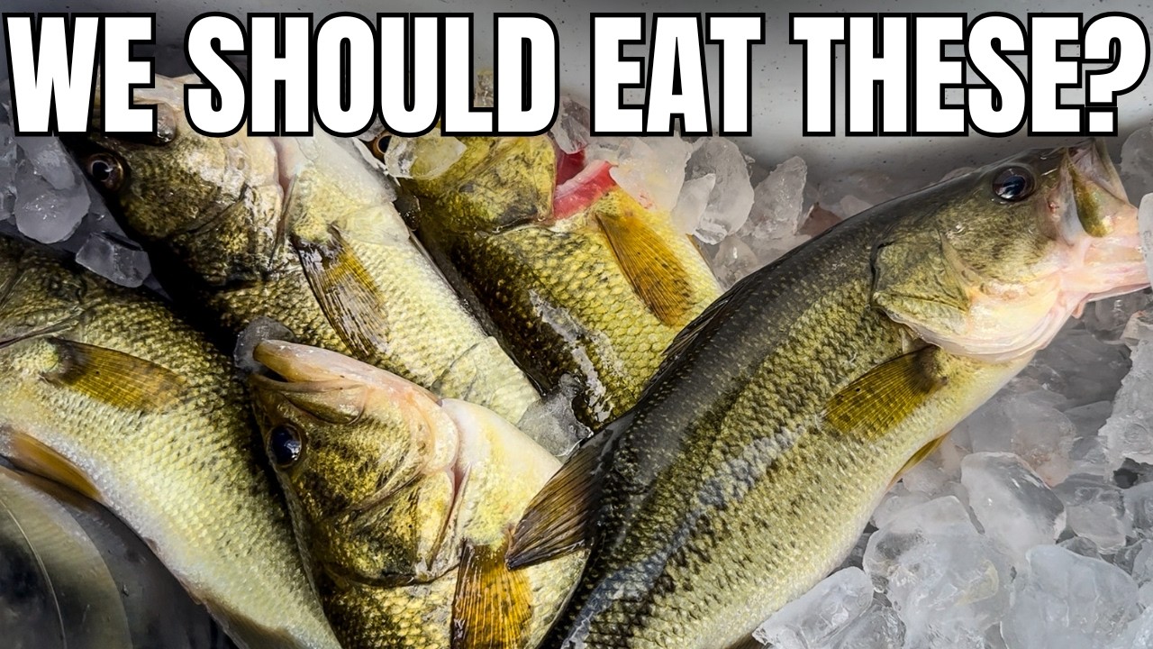 Why Don't More People Eat Largemouth Bass?