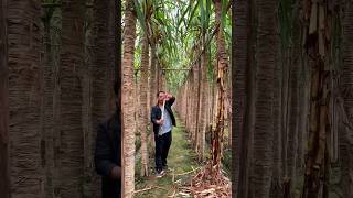 Traditional Method to produce soft sugarcane #shorts screenshot 5