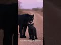 🔥 Macan Kumbang Si Bayangan Maut Hutan! | Panthera pardus yang Misterius 🖤🐆#animals #subscribe#fyp