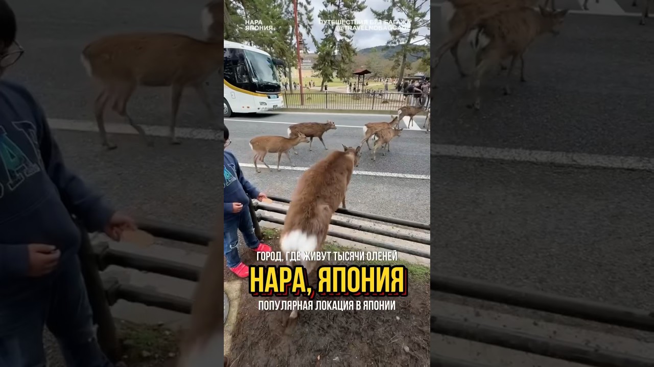 Город тысячи оленей — Нара в Японии
