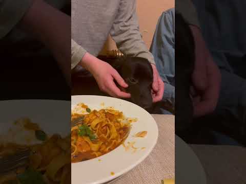 Video: Onko schipperkeä helppo kouluttaa?