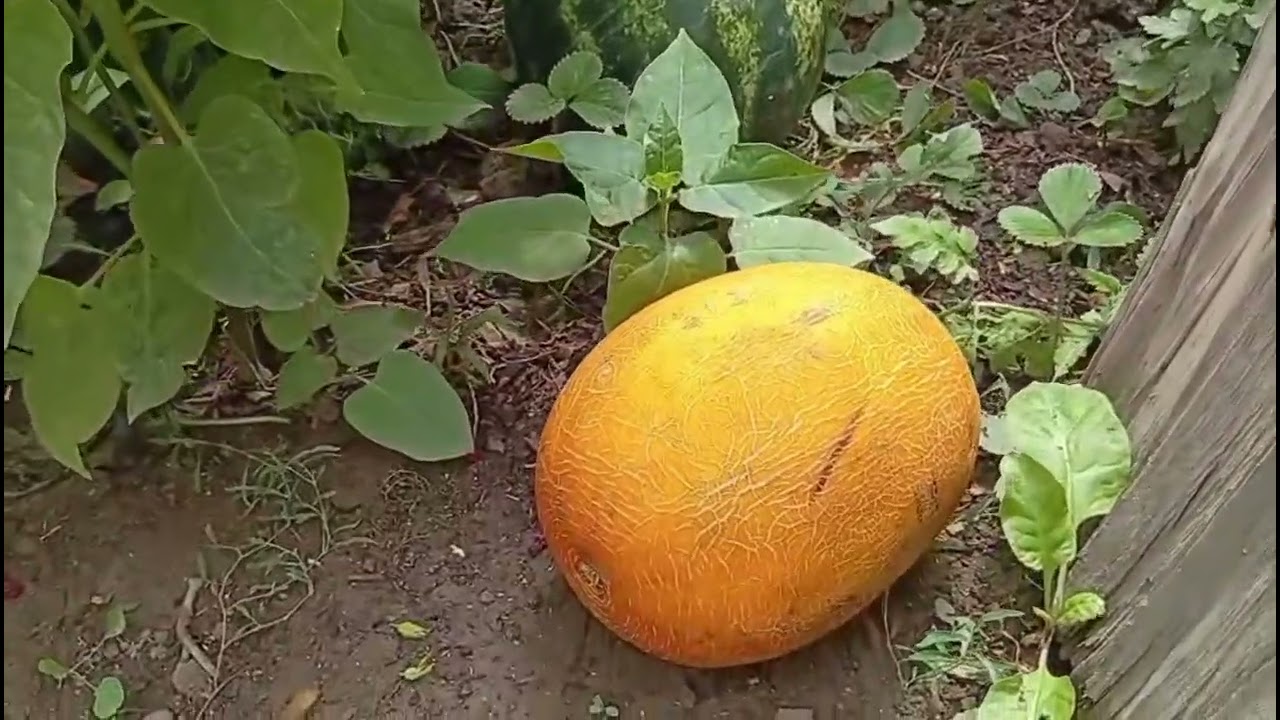 Tezliklə təbiət yenə belə gözəl olacaq🫠