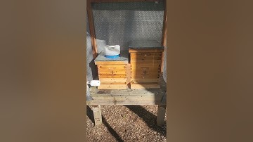 Experimental horizontal hive update☀️🐝👍