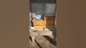Experimental horizontal hive update☀️🐝👍