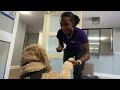 Meet Langley, a furry morale booster at Lifeguard Ambulance Service
