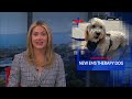 Meet Langley, a furry morale booster at Lifeguard Ambulance Service