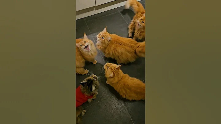 Video 3744771: meow maine coon, food maine coon