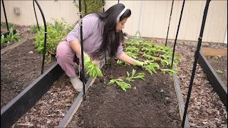 A beautiful day full of planting seedlings outside