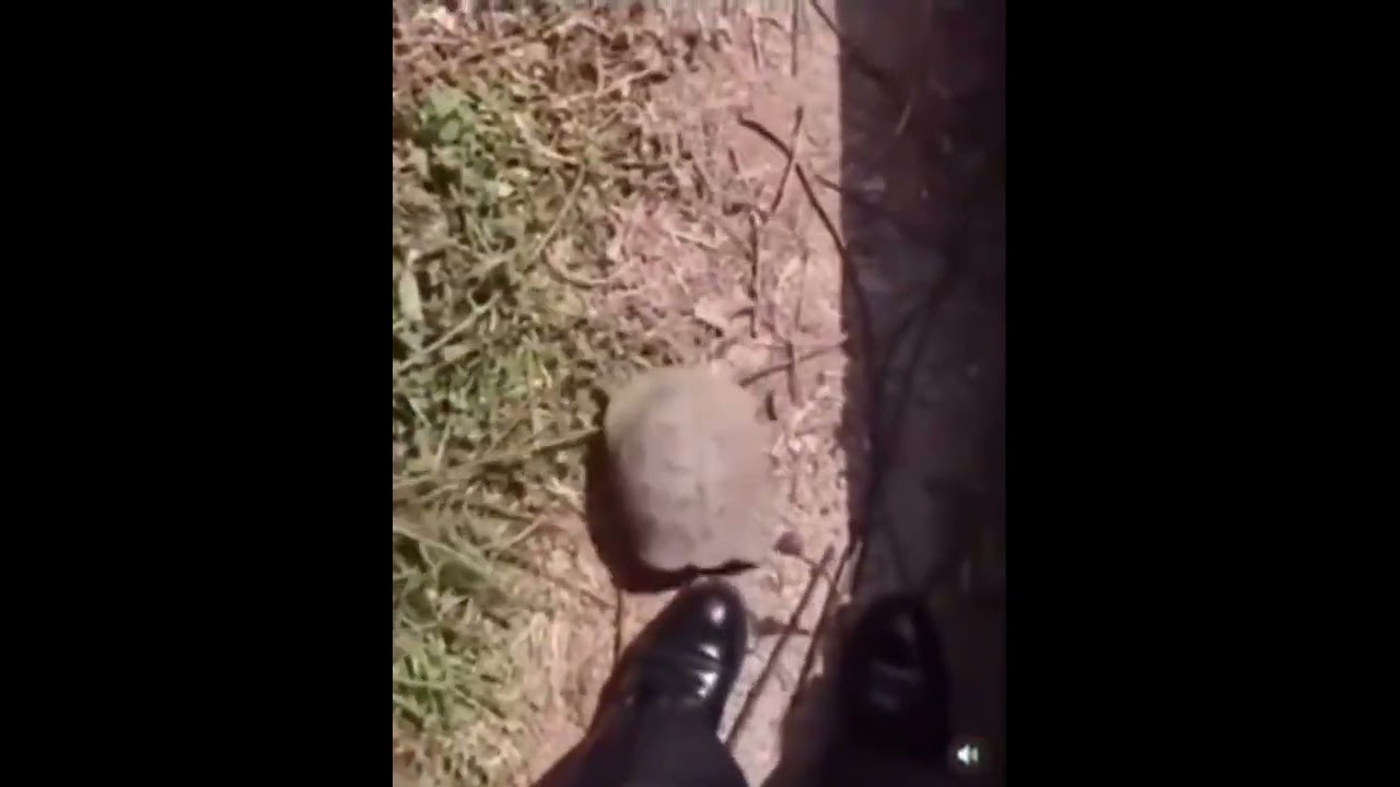 turtle attacks shoe with vine boom sound
