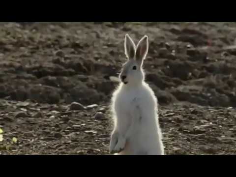 Kurtlarla kafa bulan uyanık tavşan-müthiş kovalamaca