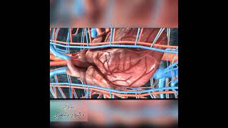 شرح مبسط للجسم الانسان3d /تصوير ثلاثي الابعاد لجسم الانسان