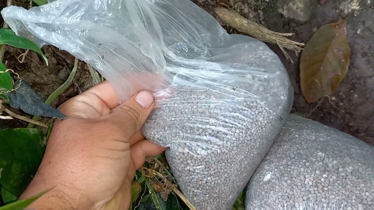 como abonar  la chapola de café corectamente.