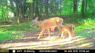FAWN 2018 0628 Cam41 VID5486 Tuffy & Triplets
