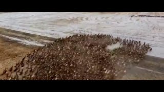 Miniatura del video "Ride of the Rohirrim (but they're ducks)"
