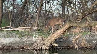 Rafting by Urban Deer by AmaNature Video 564 views 4 years ago 50 seconds