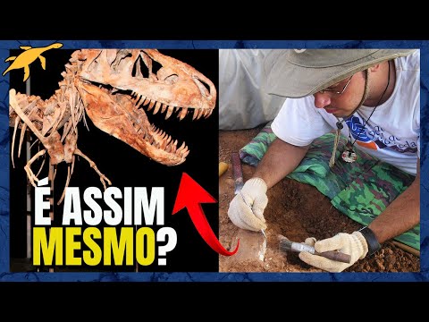 COMO ser PALEONTÓLOGO (A) no BRASIL?