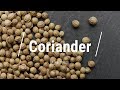 🔵 All About Coriander Seed