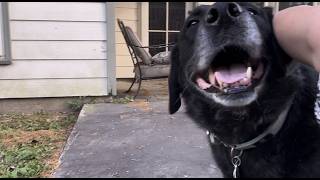 Shadow And Nanny Having The Best Time