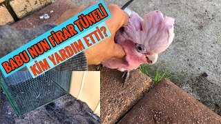 Papağan Babu Nun Suç Ortaklari Pi̇tbullar Mi?