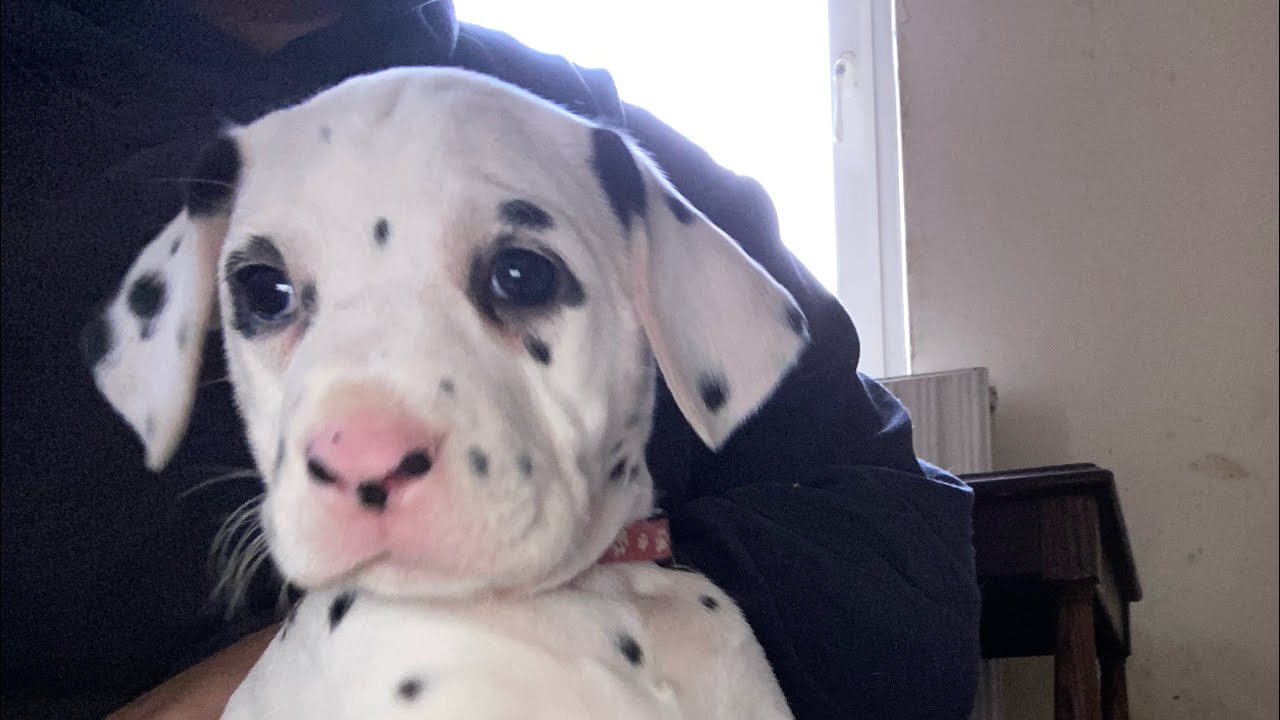 a morning in the life of a Dalmatian  breeder