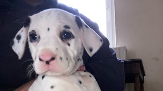 a morning in the life of a Dalmatian breeder