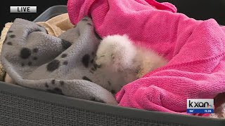 Athena the Owl baby found alive Details