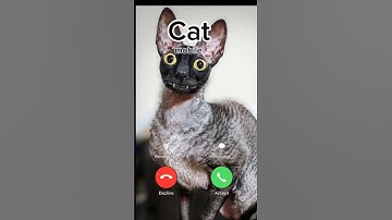 #ringtone #nadaderingtelepon #smartphone #ringtones #bgm #music #catcalling #cat