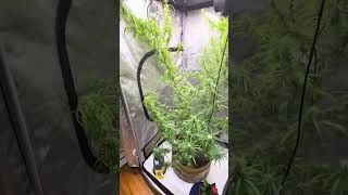 420 Growing and cultivating at its finest