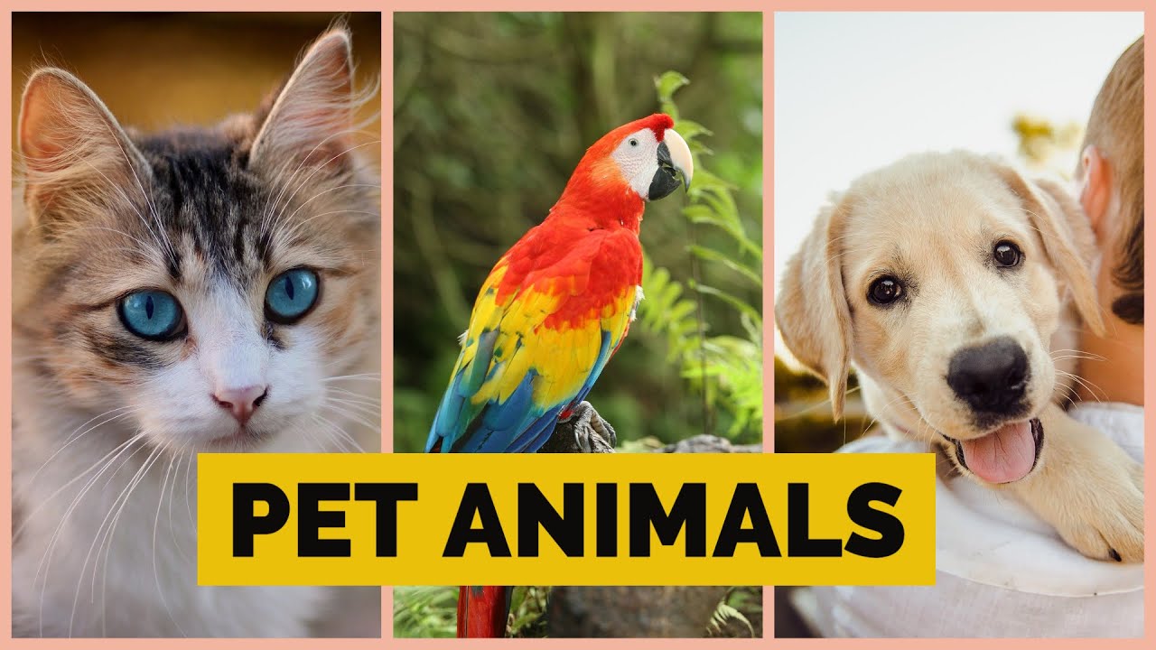 PET ANIMALS Names, Sounds and Calls Funny Pet Animals Cute