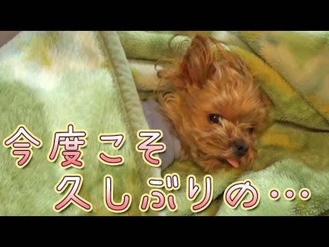 【ヨークシャテリア】待ちに待ったお昼寝タイム‼【Yorkshire Terrier】