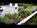 Make $1000 by Having A Garden Plant Yard Sale E-3: Potting Up, Seed Starting & Almost Ready to Sell!