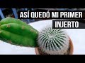 ¿CÓMO QUEDÓ MI PRIMER INJERTO DE CACTUS?