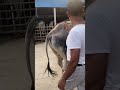 ঈদ কালেকশন #animals #cow #bull #viralshorts