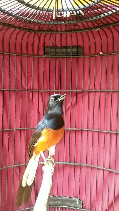 murai batu pastol gacor..|| burung muda prospek kontes