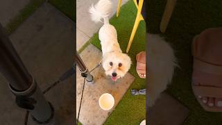 Famous Episode 3 | Dog Friendly Restaurants in LA | Muffin Can Stop Us Net Worth