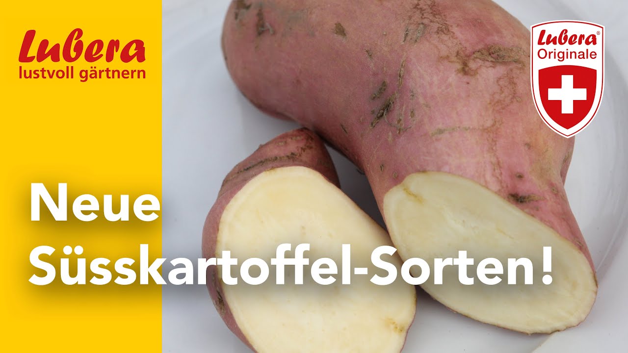 weizen saatgut preis Weizen keimfähige Bio-Saat, 1 kg – Eschenfelder