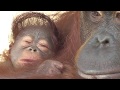 Baby Orangutan LOKI 01 - Newborn Baby LOKI