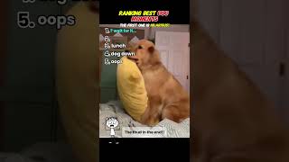 Top 5 Hilarious Dog Moments Ranked