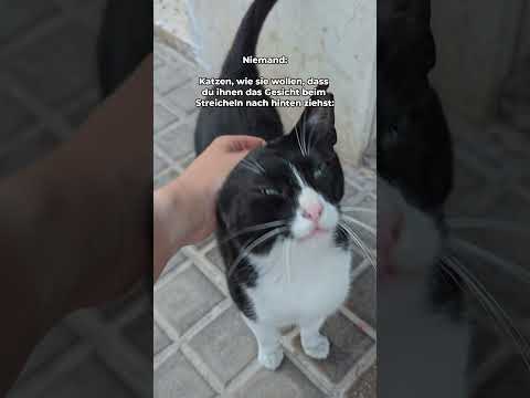 Mag deine Katze das auch? Und warum sehen sie dann immer aus wie Aliens👽?! #katzenvideos