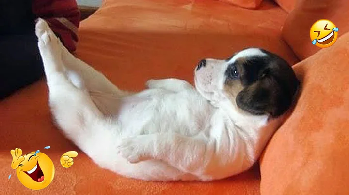 FUNNIEST DOGS On The Internet 😂🐶 I DARE You NOT to LAUGH #10